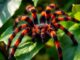 Rote Tigervogelspinne