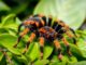 brachypelma-smithi
